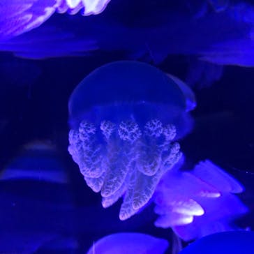 サンシャイン水族館に投稿された画像（2020/12/3）