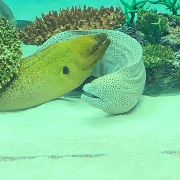 サンシャイン水族館に投稿された画像（2020/12/3）