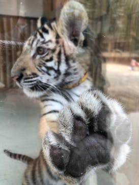 しろとり動物園に投稿された画像（2020/12/3）