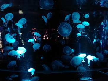 京都水族館に投稿された画像（2020/12/3）