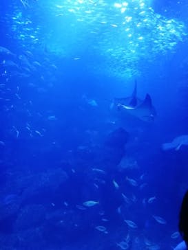 京都水族館に投稿された画像（2020/12/3）