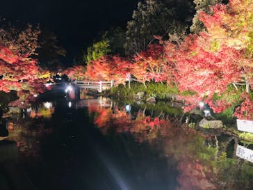 なばなの里に投稿された画像（2020/12/3）