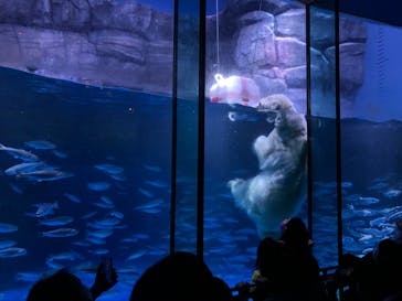 横浜・八景島シーパラダイスに投稿された画像（2020/12/4）