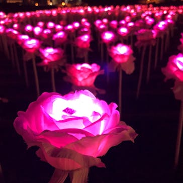 東京メガイルミに投稿された画像（2020/12/4）