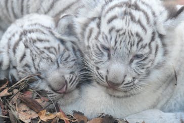 伊豆アニマルキングダムに投稿された画像（2020/12/4）