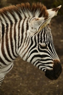 伊豆アニマルキングダムに投稿された画像（2020/12/4）