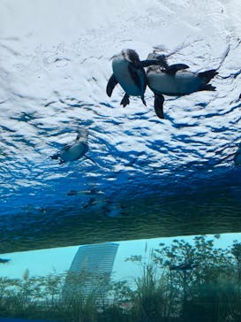 サンシャイン水族館に投稿された画像（2020/12/5）
