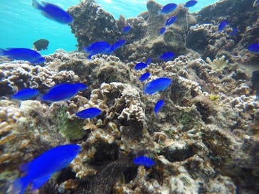 武藤潜水に投稿された画像（2020/12/5）