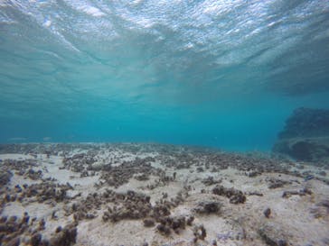 武藤潜水に投稿された画像（2020/12/5）