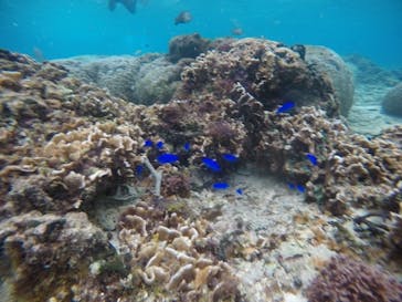 武藤潜水に投稿された画像（2020/12/5）