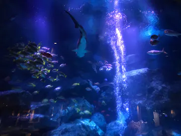 すみだ水族館に投稿された画像（2020/12/5）