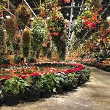 なばなの里に投稿された画像（2020/12/5）