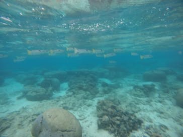 武藤潜水に投稿された画像（2020/12/5）