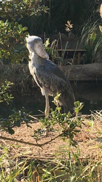 神戸どうぶつ王国に投稿された画像（2020/12/5）