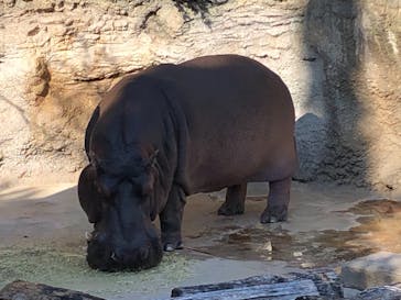 天王寺動物園に投稿された画像（2020/12/5）