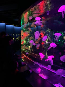 京都水族館に投稿された画像（2020/12/5）
