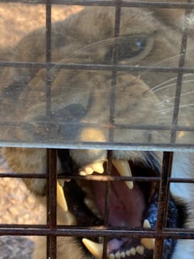 群馬サファリパークに投稿された画像（2020/12/5）