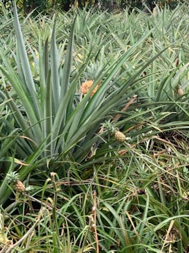 ナゴパイナップルパークに投稿された画像（2020/12/5）