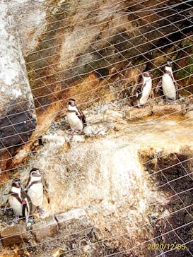 伊豆・三津シーパラダイスに投稿された画像（2020/12/5）