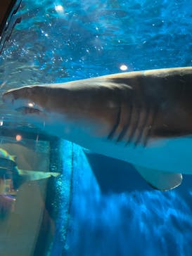 しながわ水族館に投稿された画像（2020/12/5）