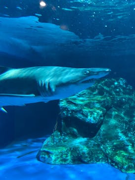 しながわ水族館に投稿された画像（2020/12/5）