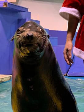 ゼロ距離水族館 伊勢シーパラダイスに投稿された画像（2020/12/5）