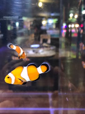 ゼロ距離水族館 伊勢シーパラダイスに投稿された画像（2020/12/5）