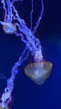 すみだ水族館に投稿された画像（2020/12/5）