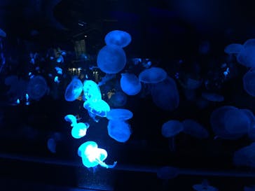 京都水族館に投稿された画像（2020/12/5）