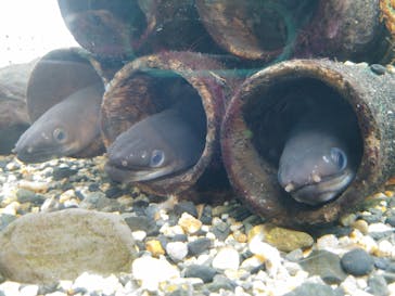 京都水族館に投稿された画像（2020/12/5）