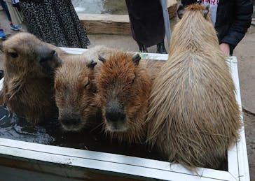 横浜・八景島シーパラダイスに投稿された画像（2020/12/5）