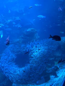 京都水族館に投稿された画像（2020/12/5）