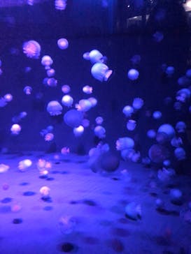 京都水族館に投稿された画像（2020/12/5）