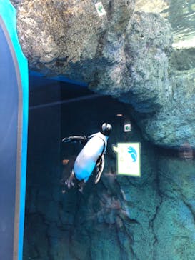 京都水族館に投稿された画像（2020/12/5）