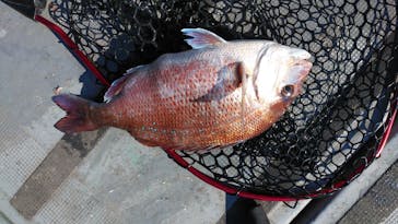 SUNNY FISHING（サニーフィッシング）に投稿された画像（2020/12/5）