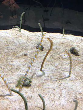 すみだ水族館に投稿された画像（2020/12/5）