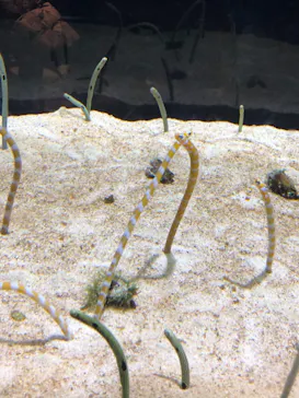 すみだ水族館に投稿された画像（2020/12/5）