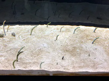 すみだ水族館に投稿された画像（2020/12/5）