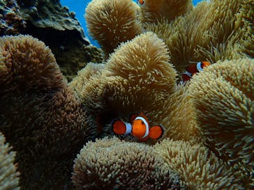 宮古島 ADVENTURE PiPi（ミヤコジマ アドベンチャー ピピ）に投稿された画像（2020/12/5）