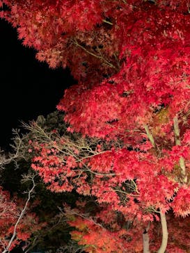 なばなの里に投稿された画像（2020/12/5）