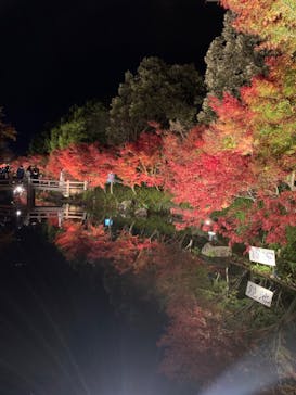 なばなの里に投稿された画像（2020/12/5）