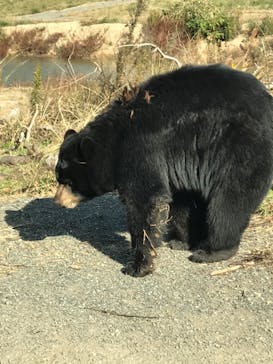 秋吉台自然動物公園 サファリランドに投稿された画像（2020/12/5）