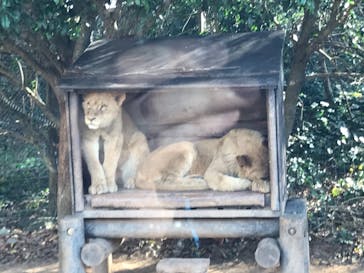 秋吉台自然動物公園 サファリランドに投稿された画像（2020/12/5）