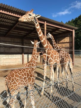秋吉台自然動物公園 サファリランドに投稿された画像（2020/12/5）