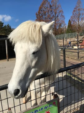 秋吉台自然動物公園 サファリランドに投稿された画像（2020/12/5）