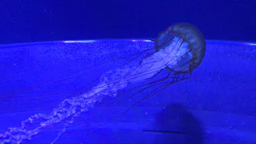 すみだ水族館に投稿された画像（2020/12/5）