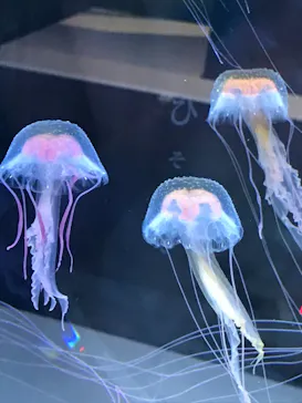 すみだ水族館に投稿された画像（2020/12/5）