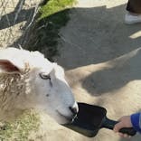 神戸どうぶつ王国に投稿された画像（2020/12/6）