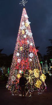 美らヤシパークオキナワ・東南植物楽園に投稿された画像（2020/12/5）