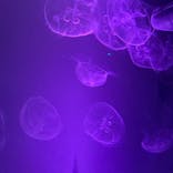 すみだ水族館に投稿された画像（2020/12/6）